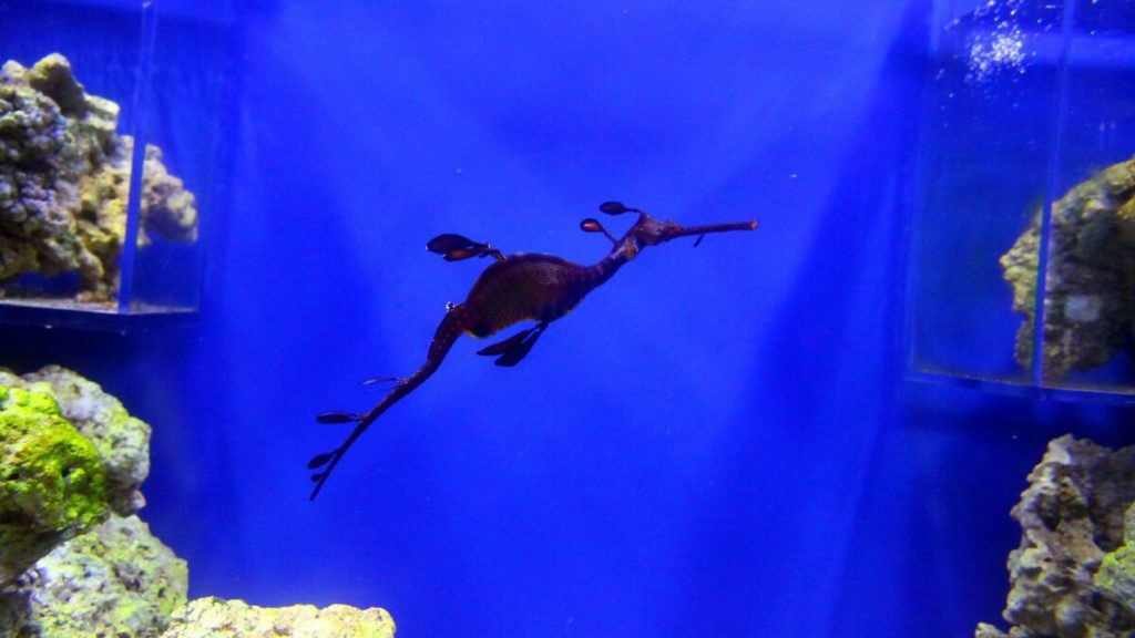 Аквариум в ресторане.